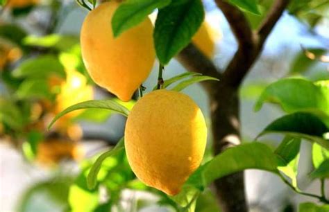 綠蘿花副作用 檸檬樹上檸檬果 檸檬樹下你和我